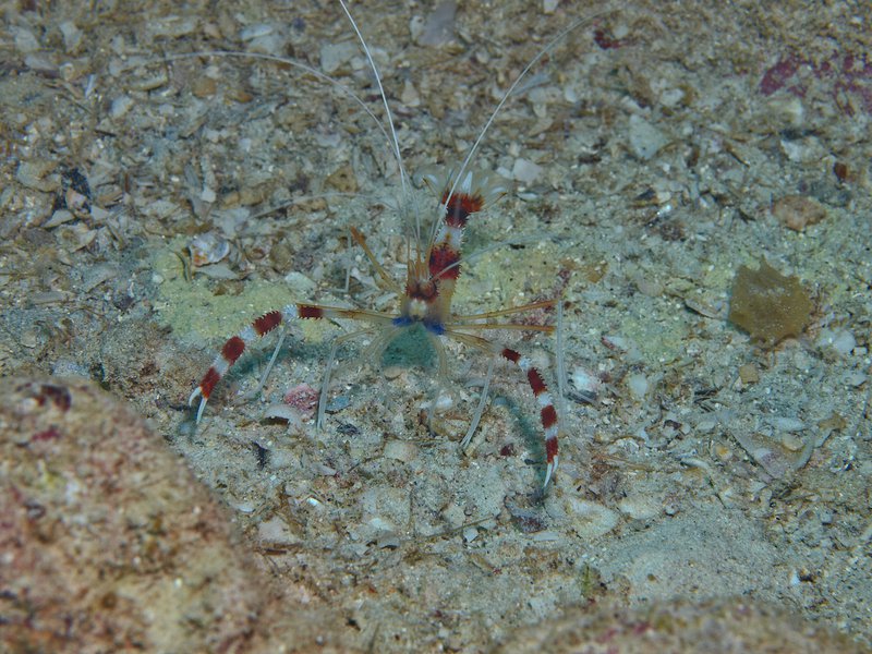 Shrimp, House Reef